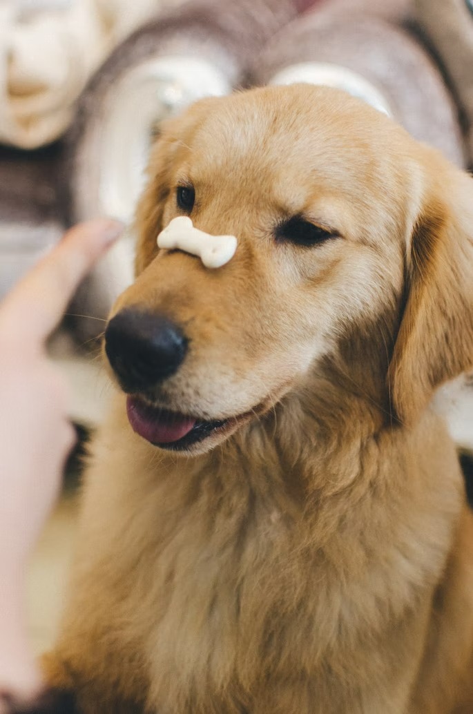 Happy International Dog Biscuit Appreciation Day everyone!