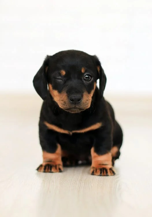 Check Out Adorable Puppies For Sale In Hartford, Connecticut