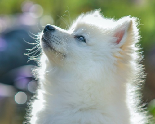10 Pomeranian Mix Dogs You Never Heard Of - Part 1