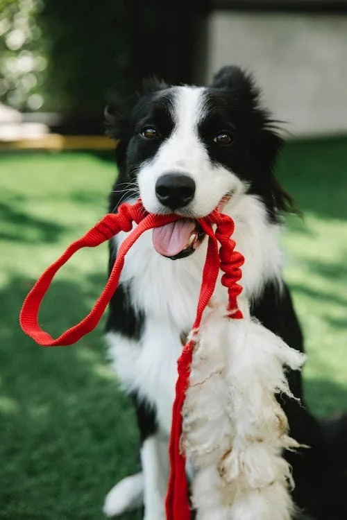 What is leash training?