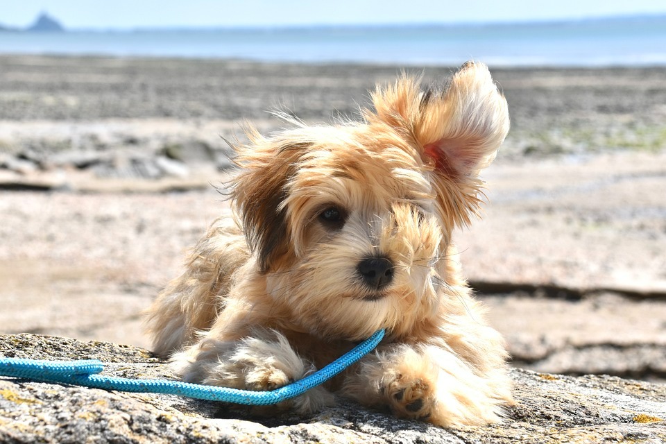 Cute Havanese pictures (5)