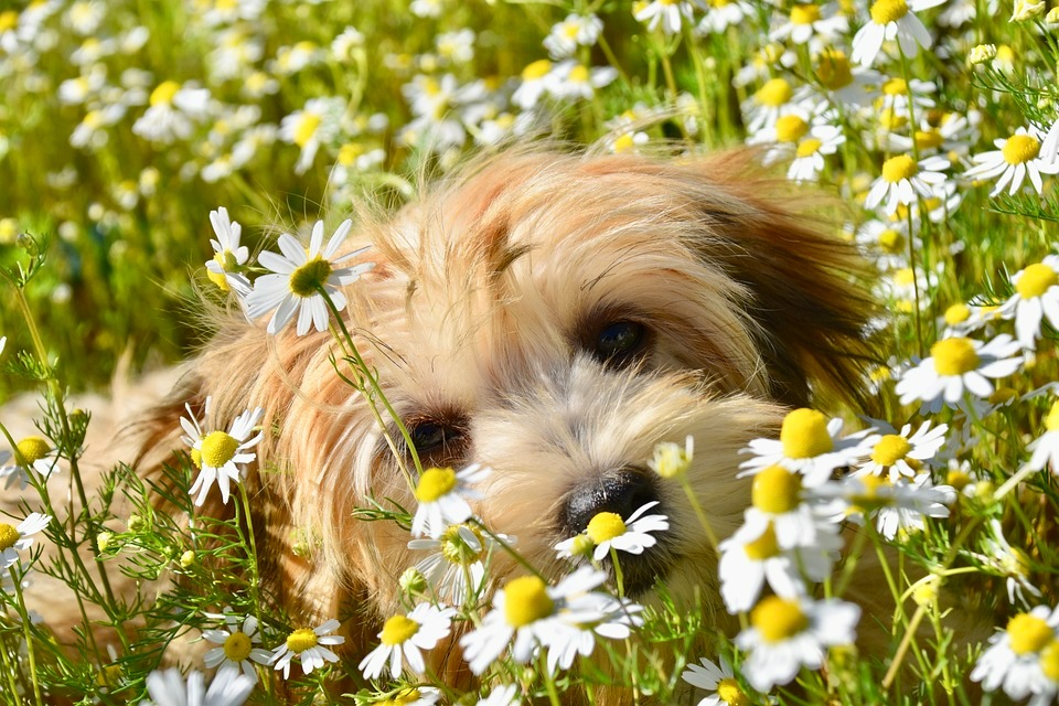 Cute Havanese pictures (7)