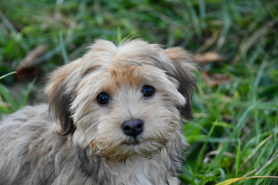 Cute Havanese pictures (8)