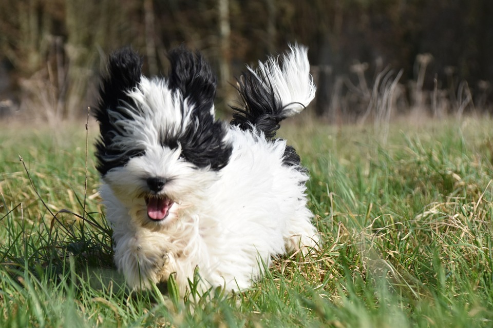 Cute Havanese pictures (9)