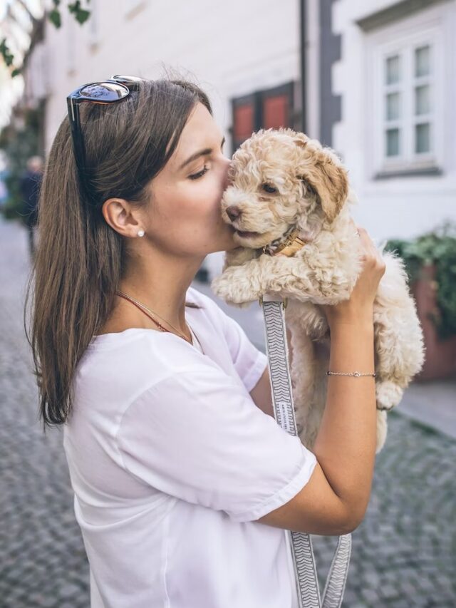 puppy for sale (6)