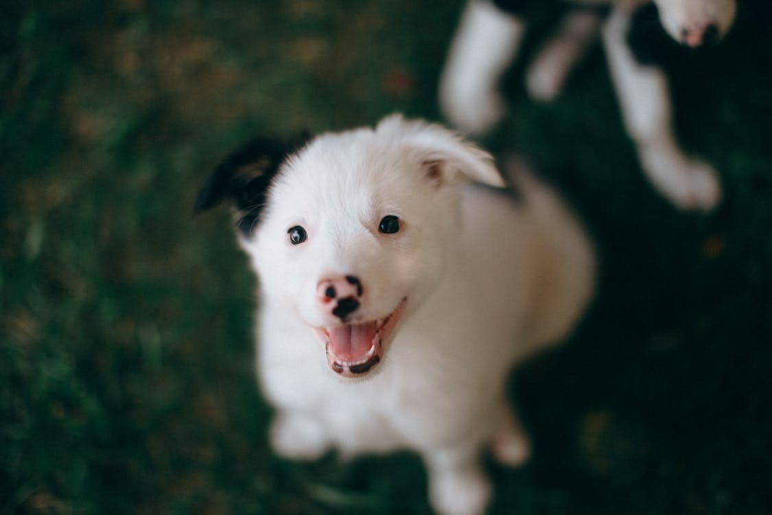 Check Out Adorable Puppies For Sale In Tallahassee, Florida