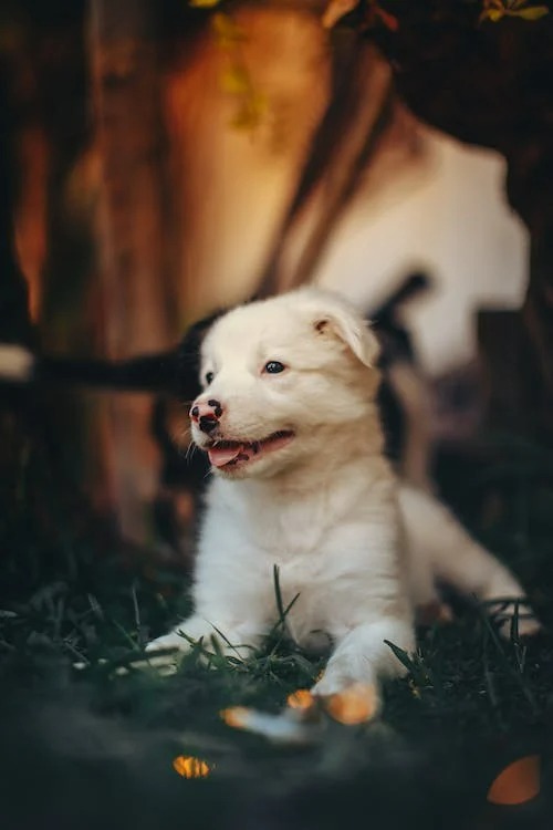 Adorable Puppy Moments That Will Melt Your Heart