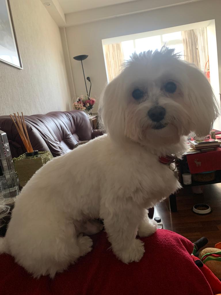 The Marvelous Maltese: Small Dogs with Big Hearts