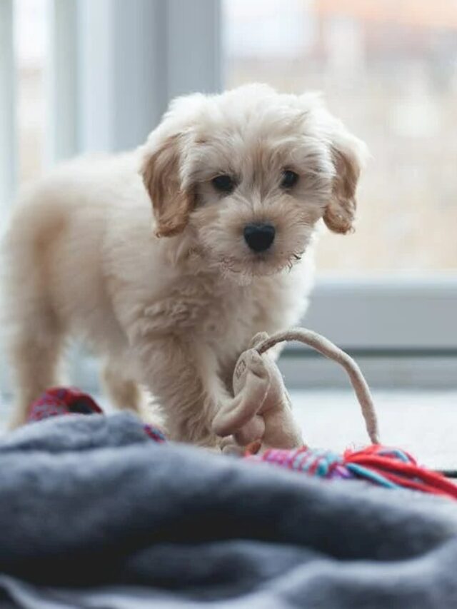 How to housebreak your puppy inspiration station