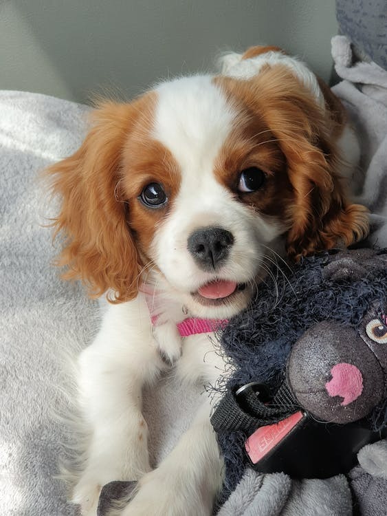 10 Surprising Benefits of Owning a Puppy That You Never Knew!