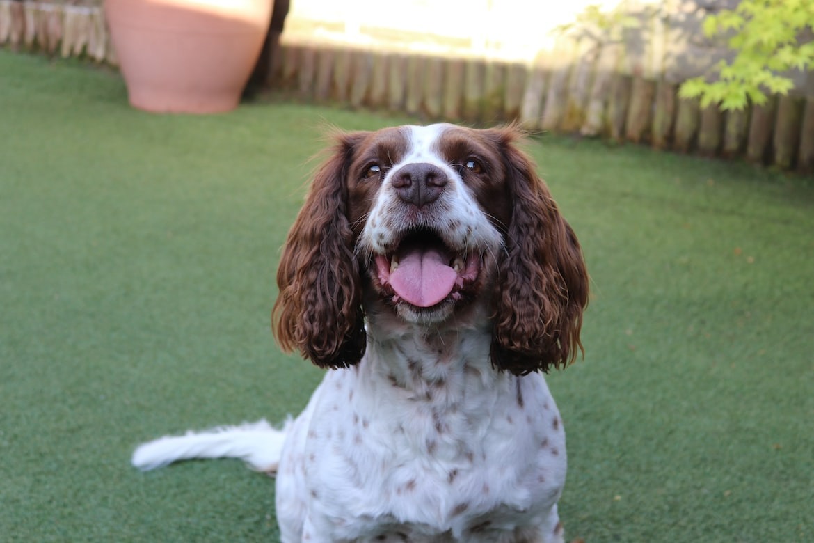 10 Pros and Cons of Owning a Cocker Spaniel 