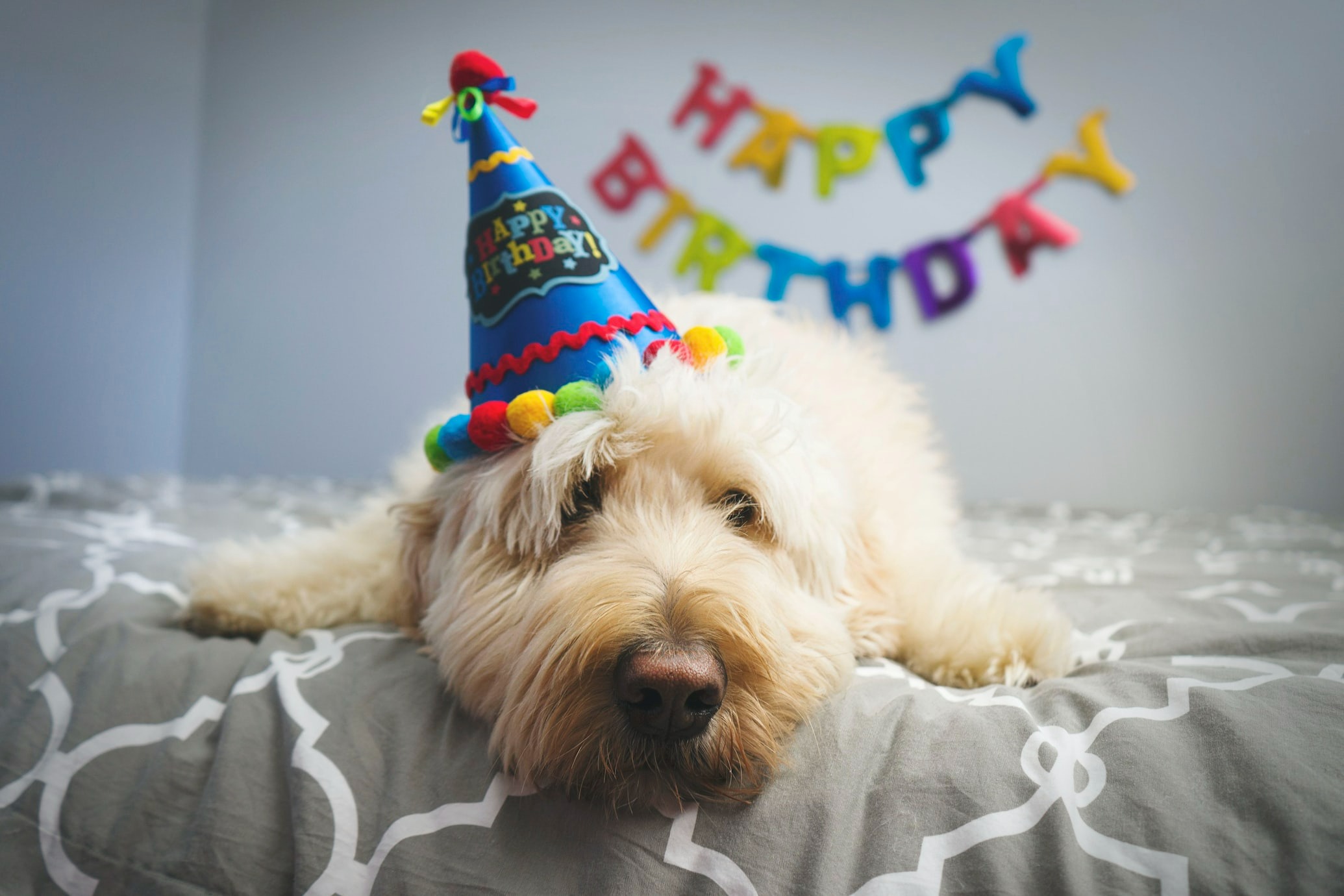 Dive into the ultimate guide for a memorable Happy Birthday Puppy celebration! From themes to treats, discover secrets to make your pup's day unforgettable. Click now!