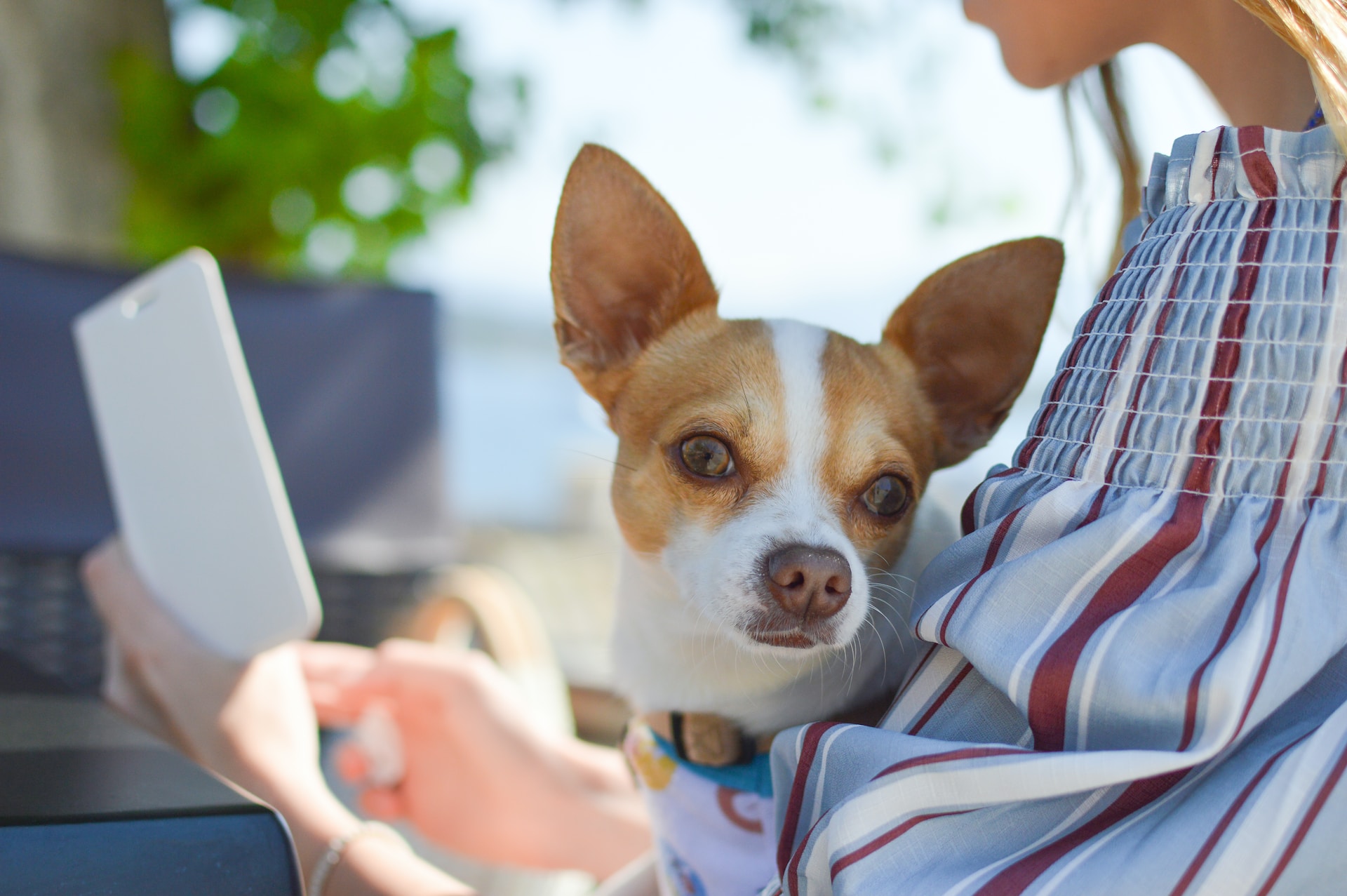 focus photo of Chihuahua puppy with owner