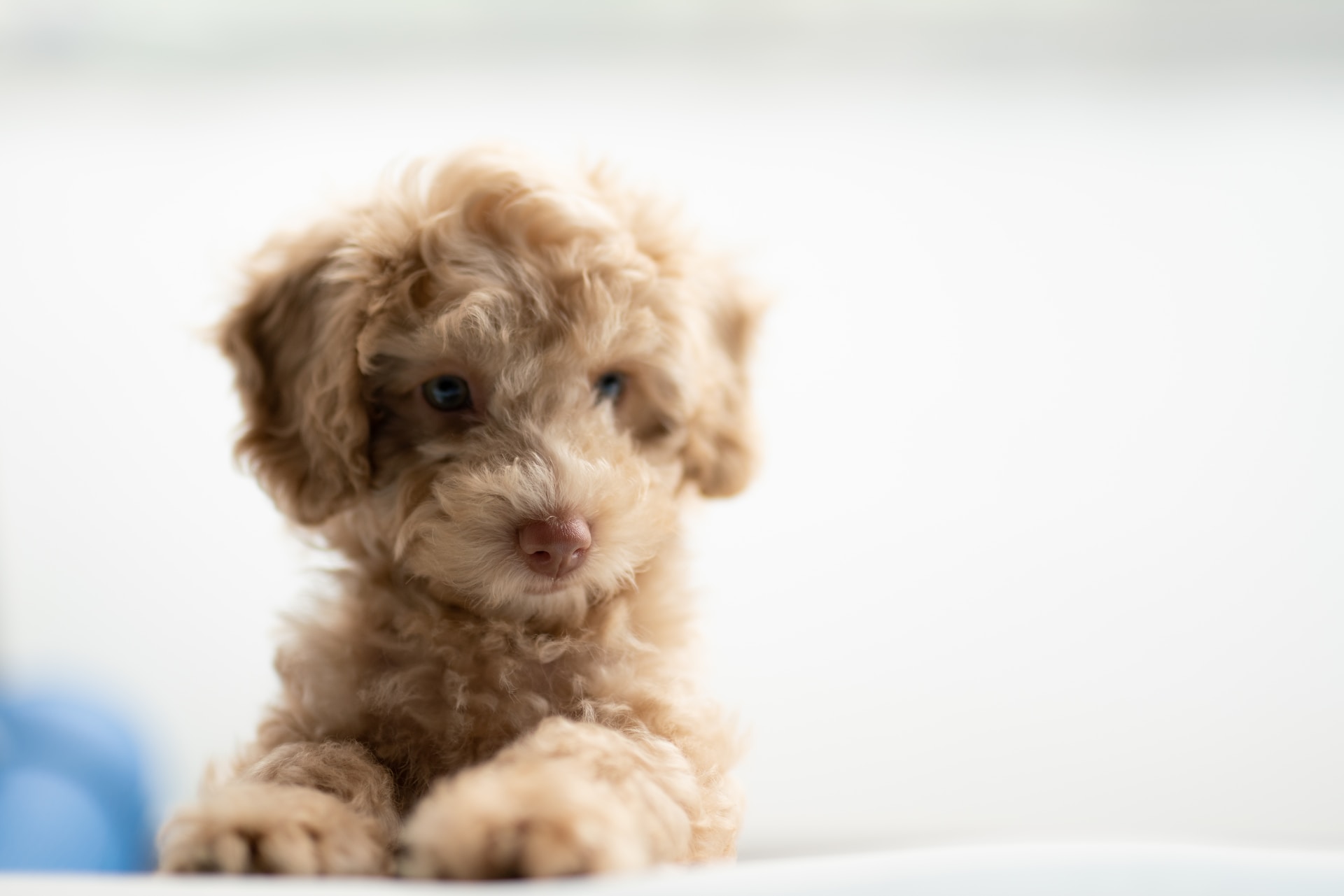 tan Poodle puppy on white textile