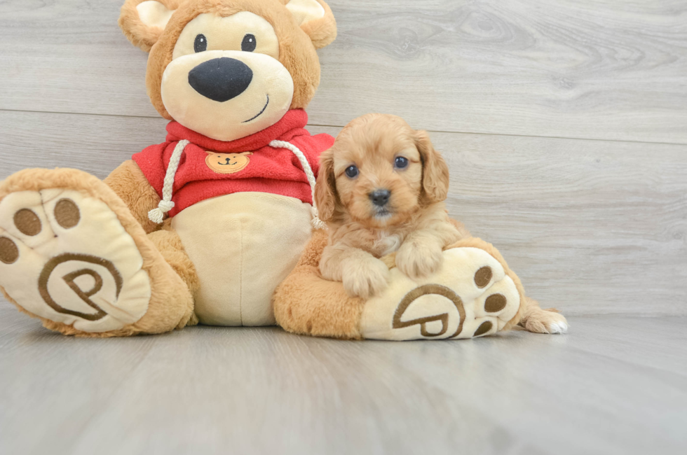 5 week old Cavapoo Puppy For Sale - Premier Pups