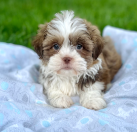 Havashu Puppies For Sale - Premier Pups