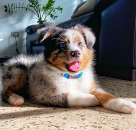 Mini Aussie Puppies For Sale - Premier Pups