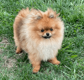 Pomeranian Puppies For Sale - Premier Pups
