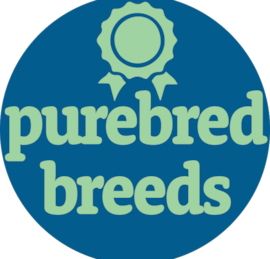 Purebred Breeds Puppies For Sale - Premier Pups