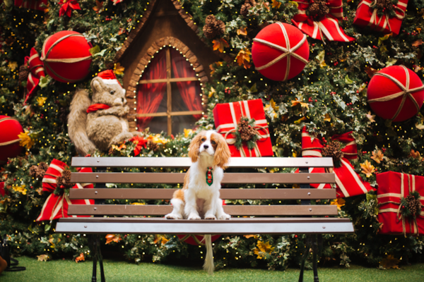 See 5 Expert Tips On Keeping Your Dog Safe During Christmas